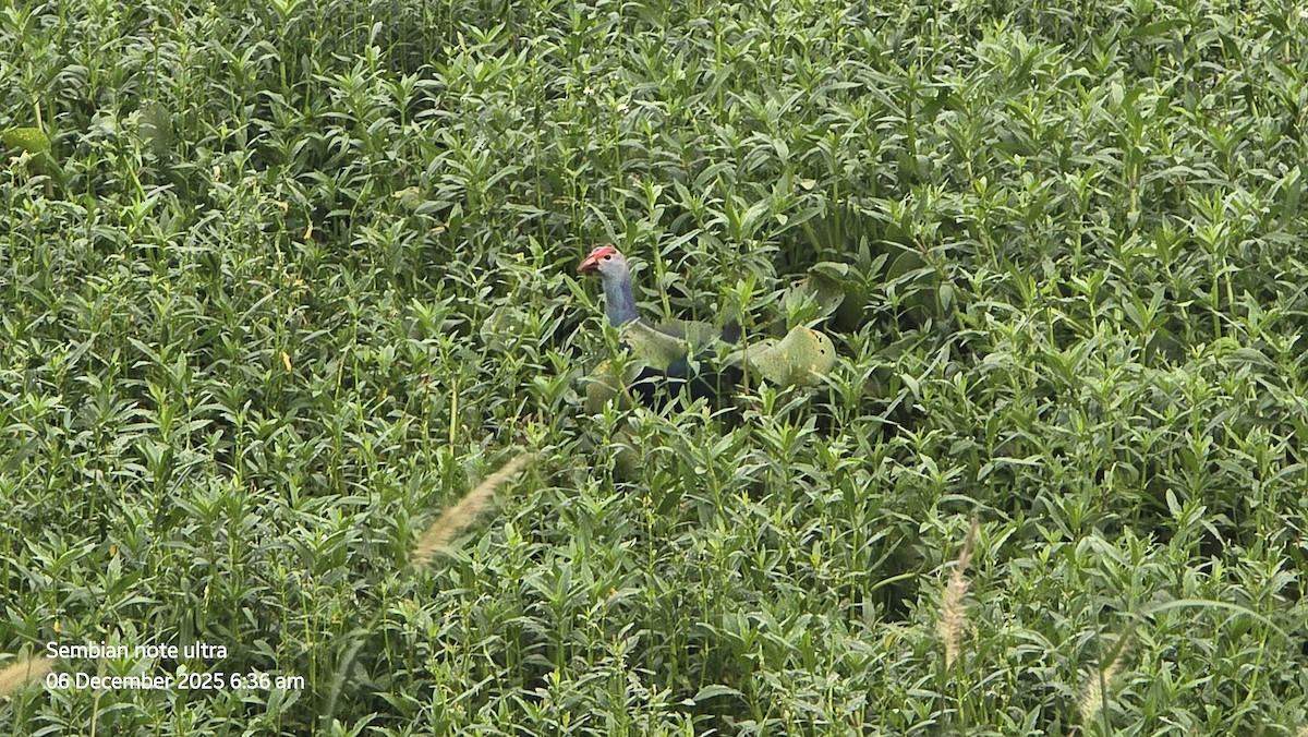 Gray-headed Swamphen - ML646434638
