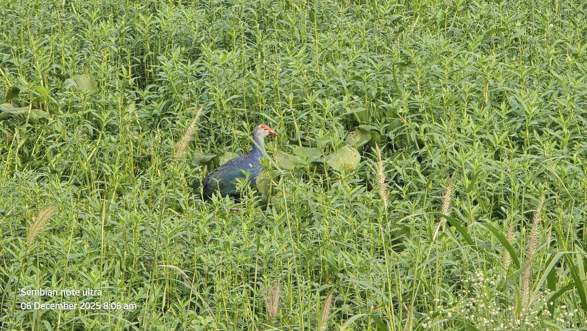 Gray-headed Swamphen - ML646434639