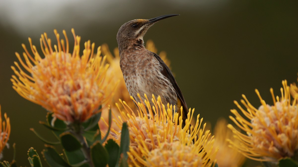 Cape Sugarbird - ML646434640