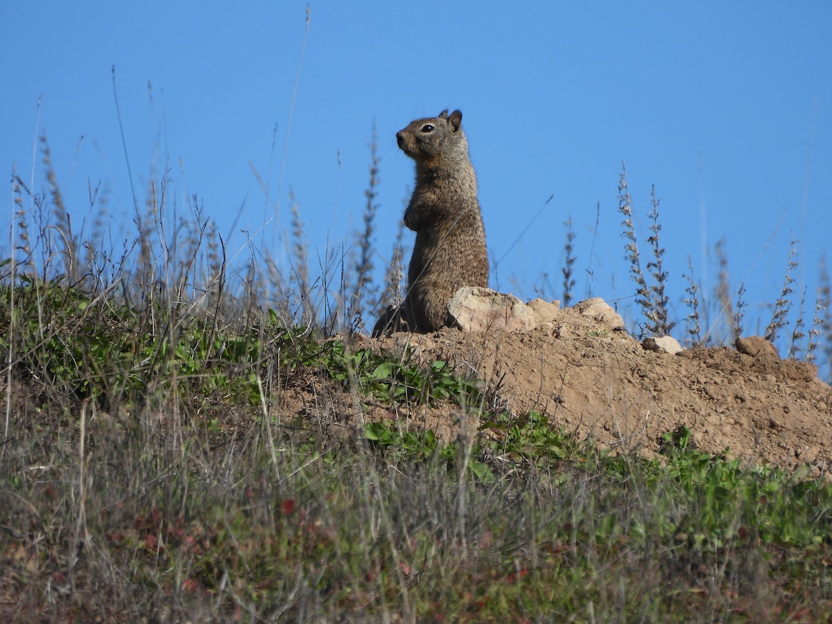California Ground Squirrel - ML646434641