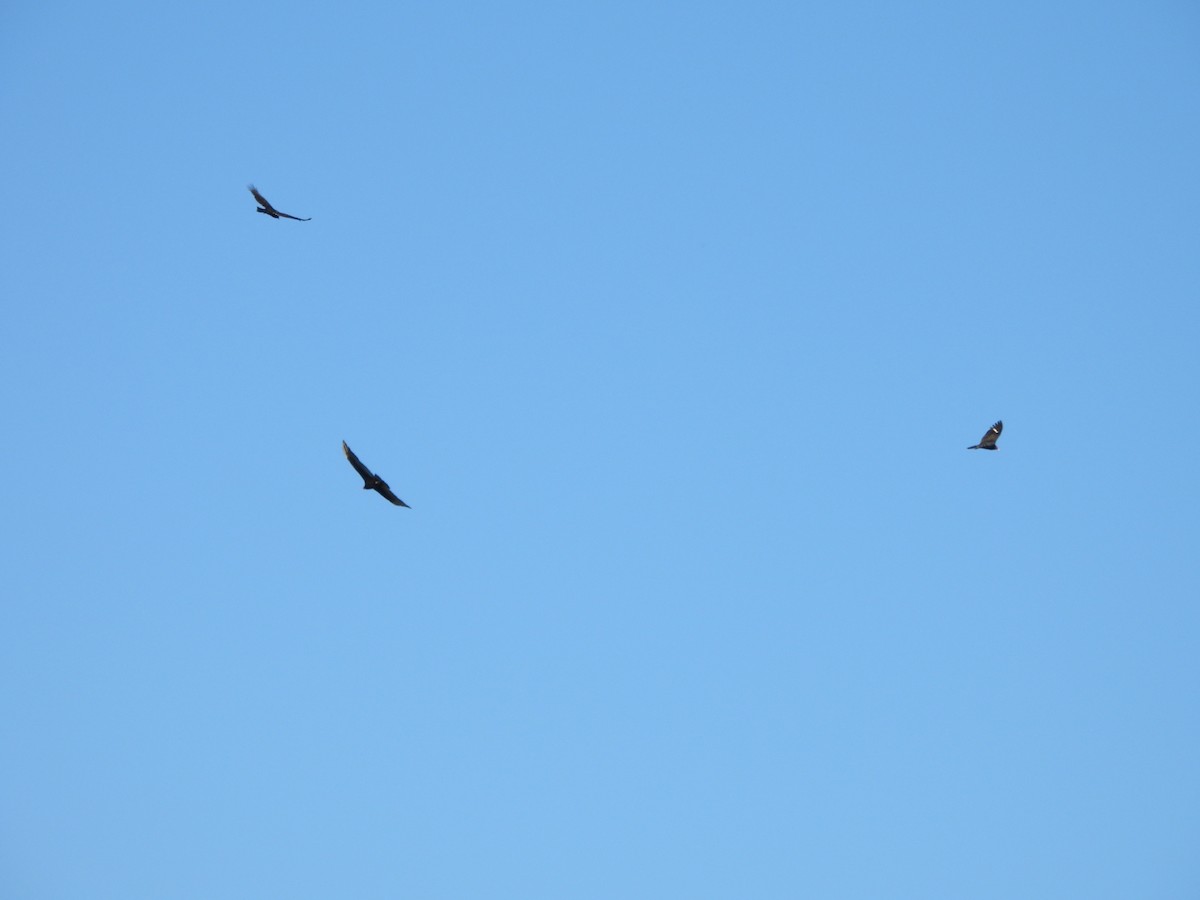 Turkey Vulture - ML646434643