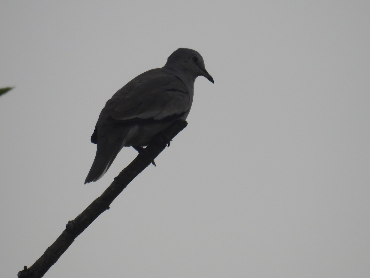 Picui Ground Dove - ML646434644
