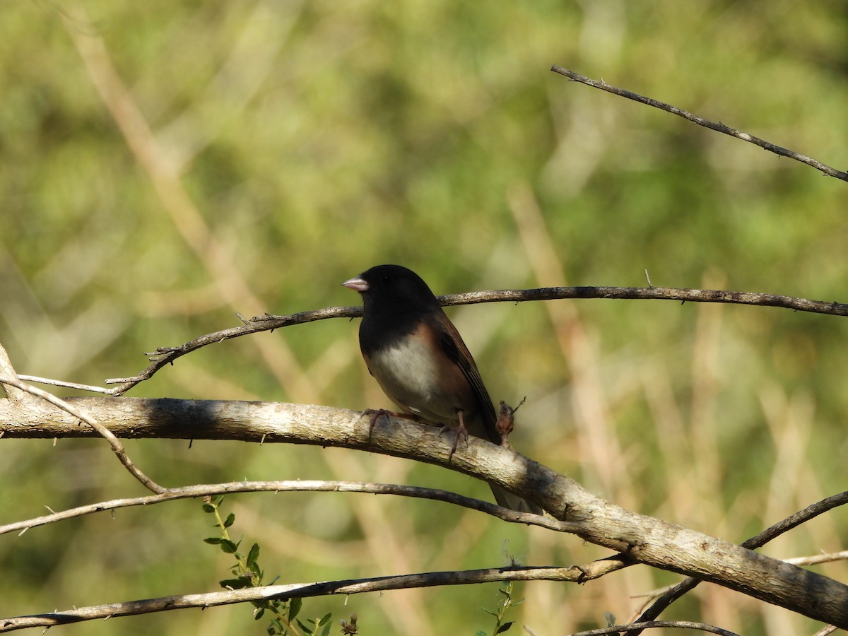Dark-eyed Junco - ML646434645