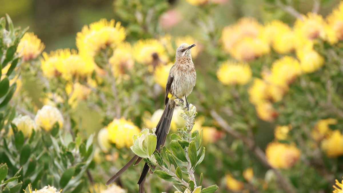 Cape Sugarbird - ML646434646