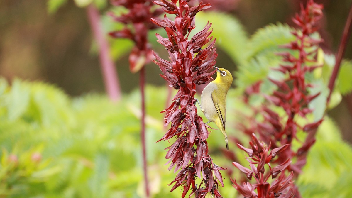 Cape White-eye (Cape) - ML646434648