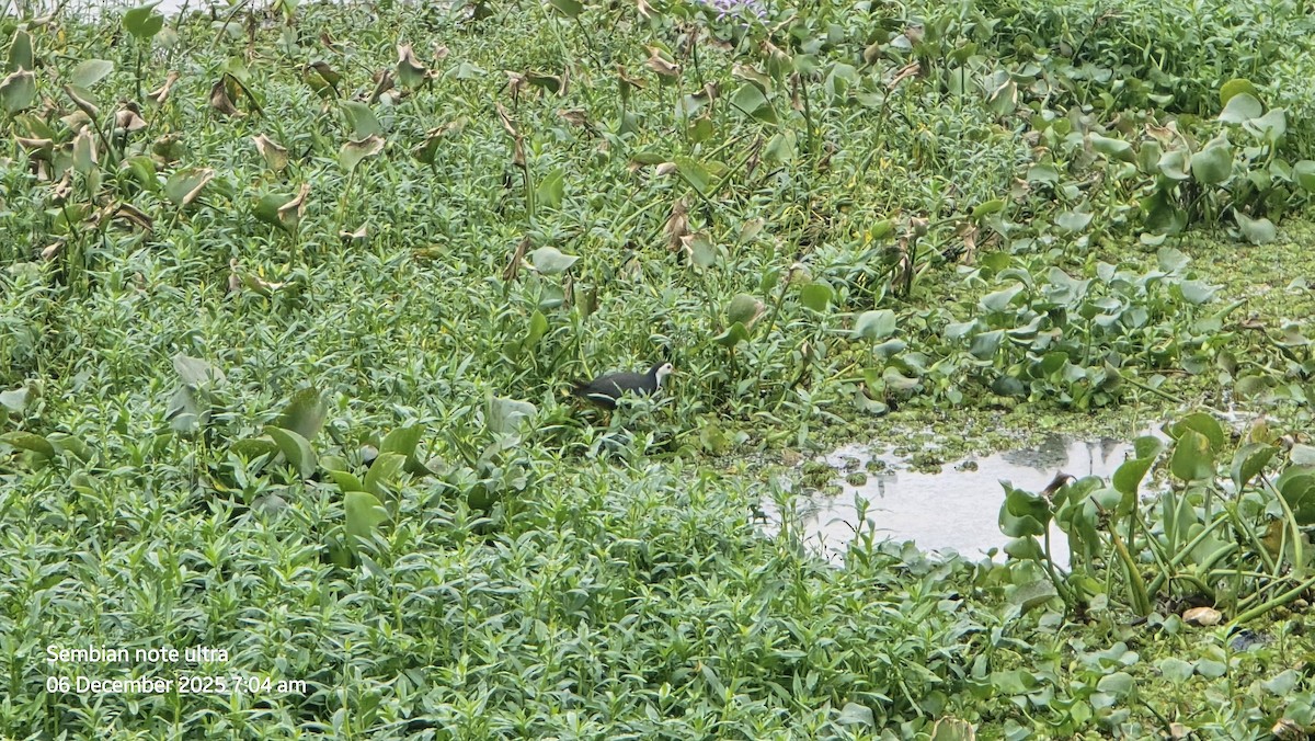White-breasted Waterhen - ML646434649