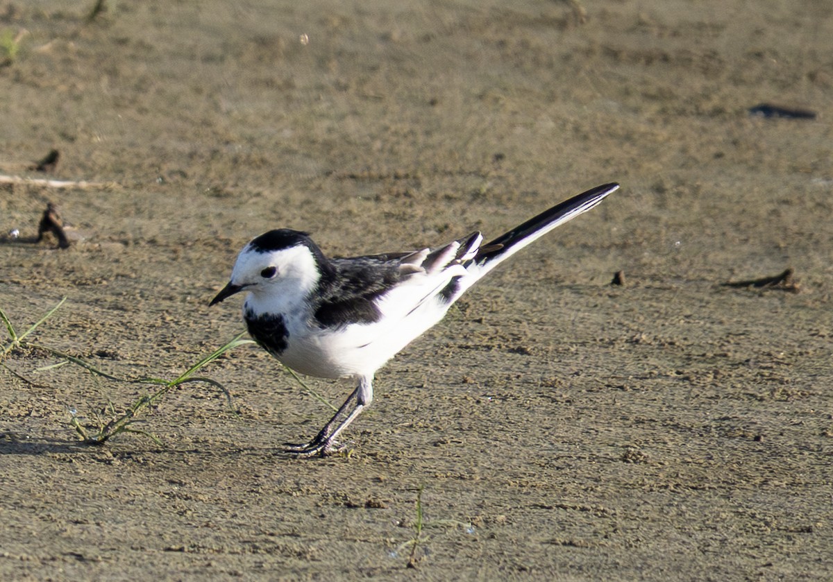 White Wagtail - ML646434651