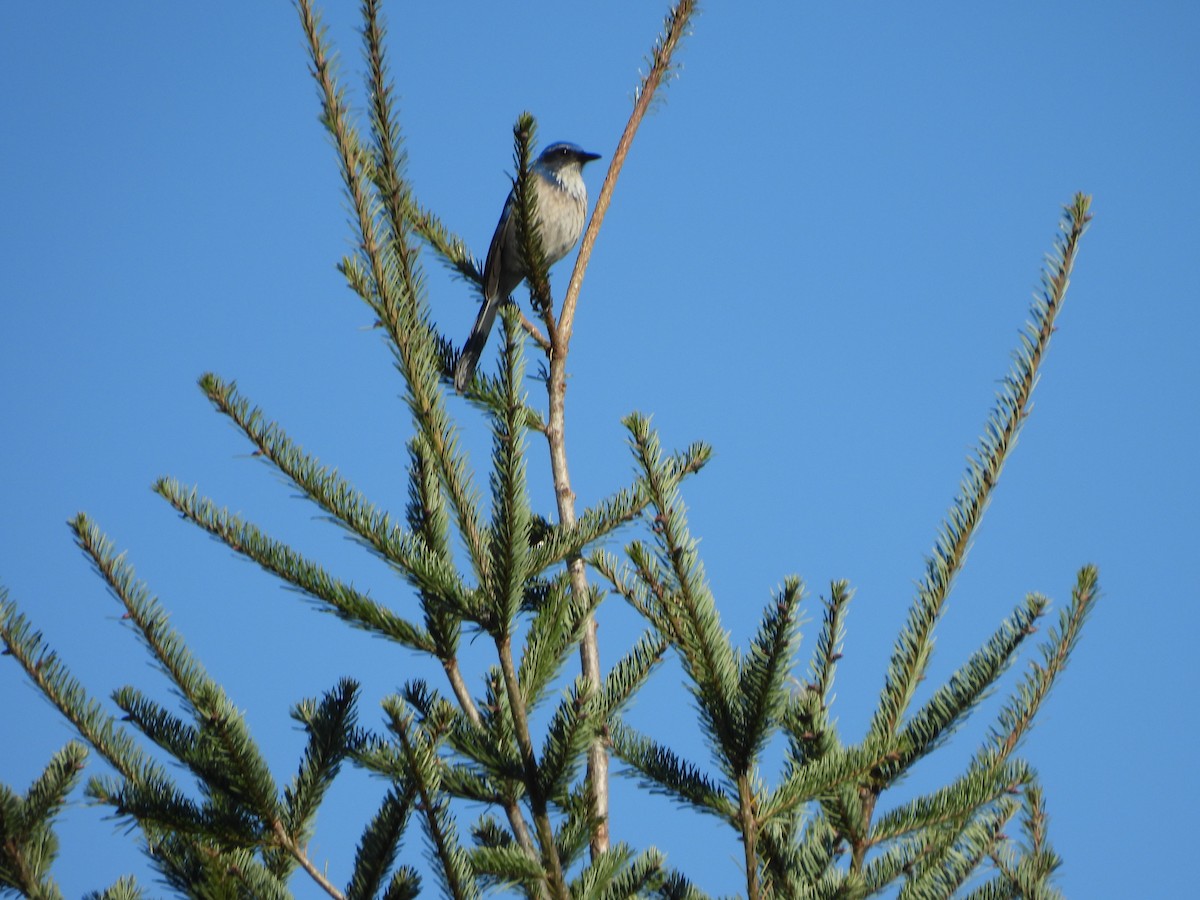 California Scrub-Jay - ML646434652