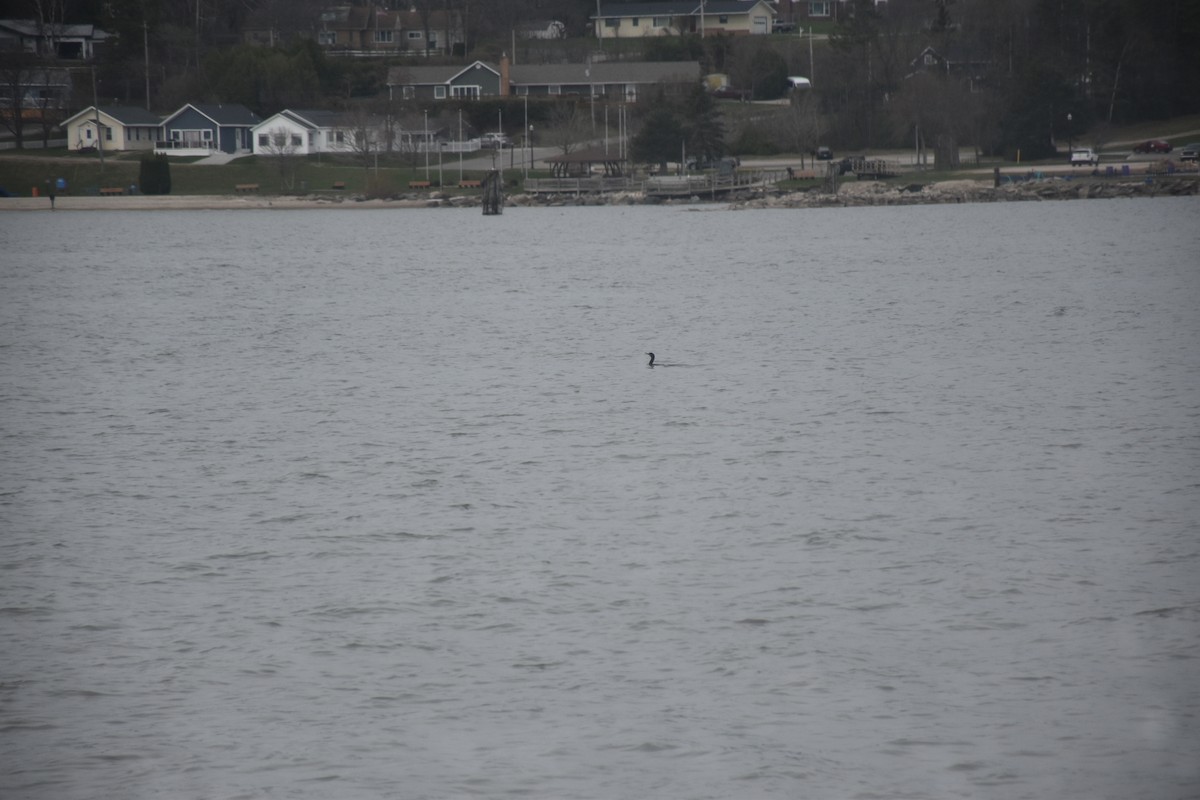 Double-crested Cormorant - ML646434655