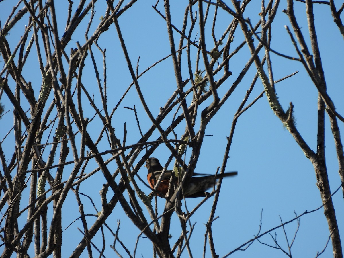 American Robin - ML646434656