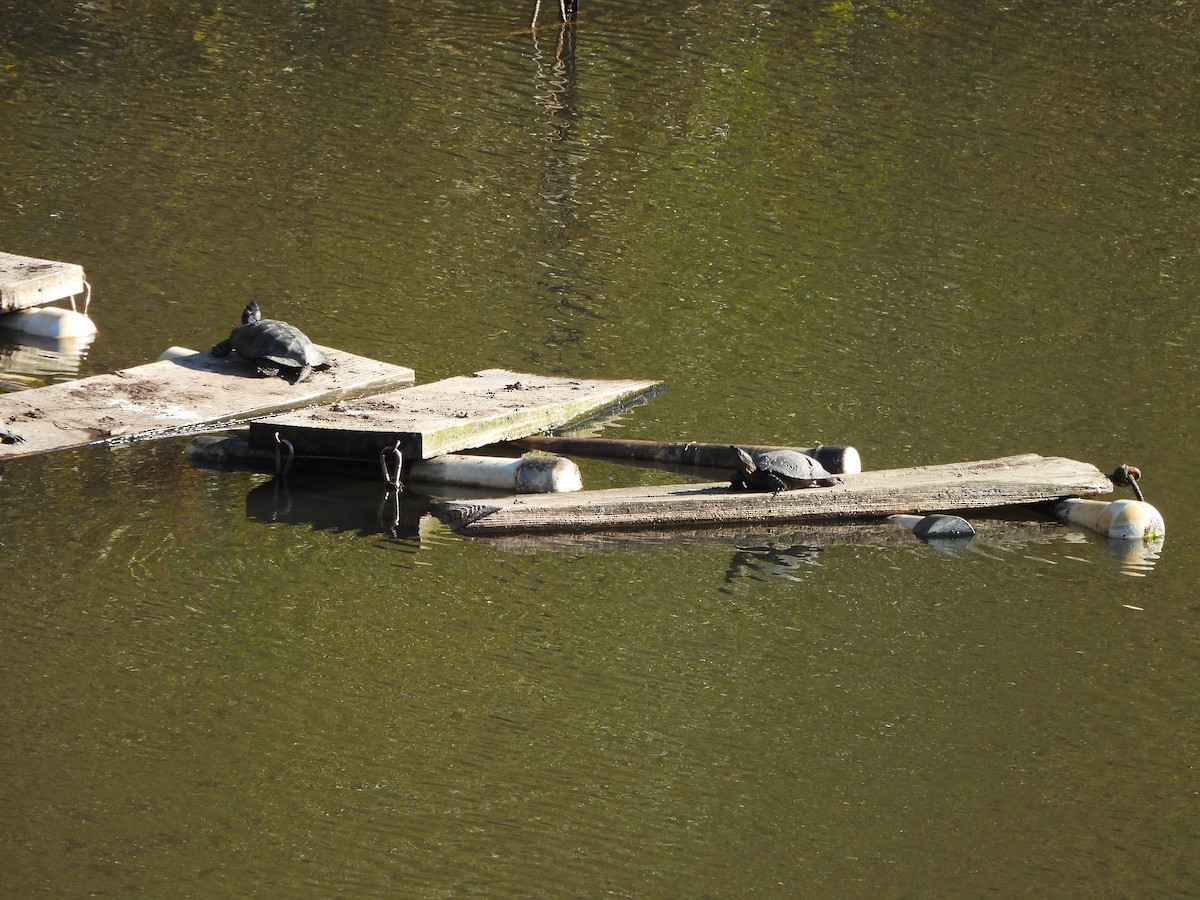 Western Pond Turtle - ML646434658