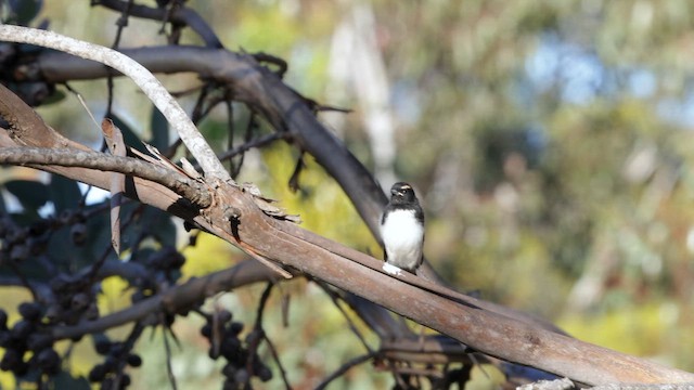 Willie-wagtail - ML646434659