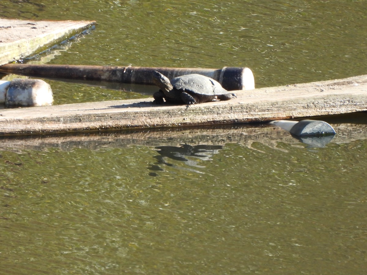 Animals - ML646434660