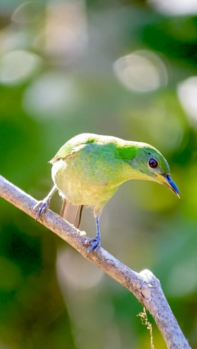 Green Honeycreeper - ML646434662