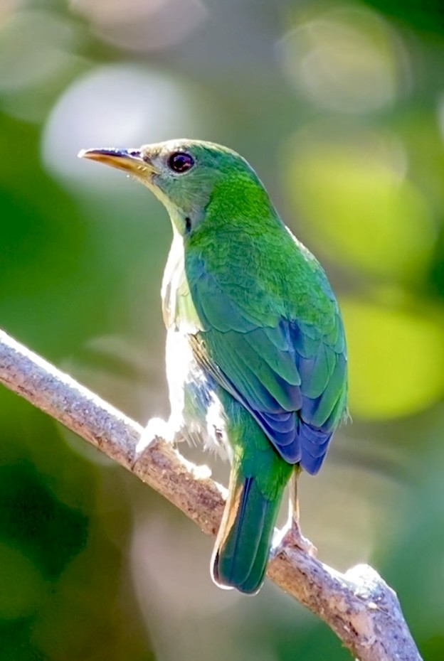 Green Honeycreeper - ML646434663