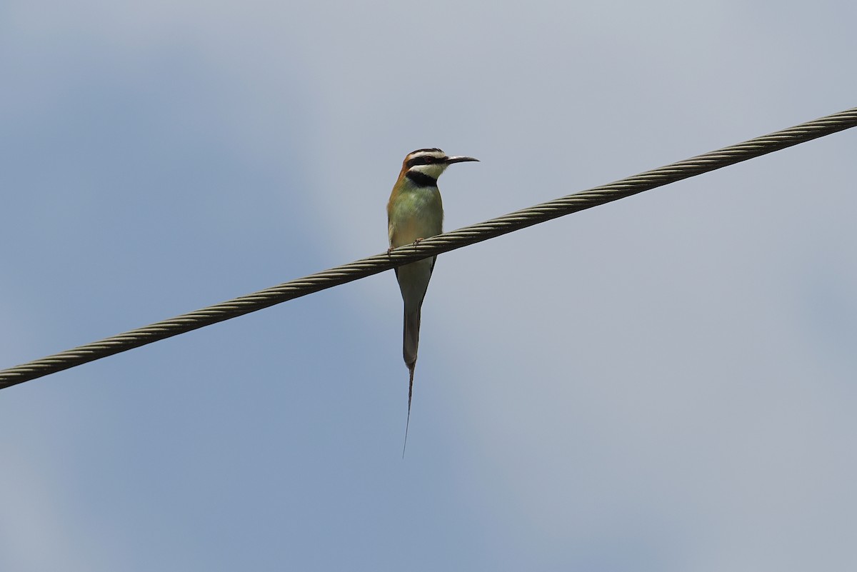 White-throated Bee-eater - ML646434666