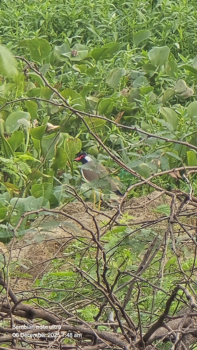 Red-wattled Lapwing - ML646434670