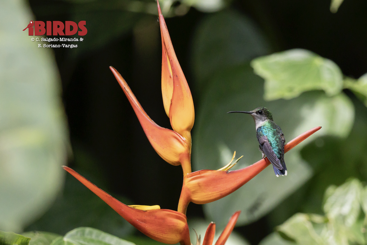 kolibřík vidloocasý - ML646434671