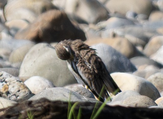 Indian Thick-knee - ML646434672