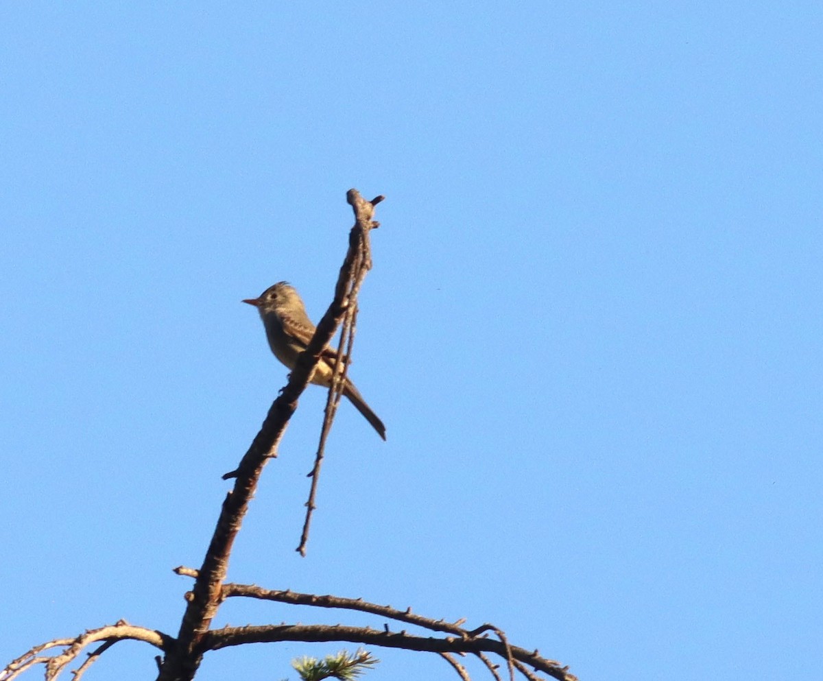 Greater Pewee - ML646434674