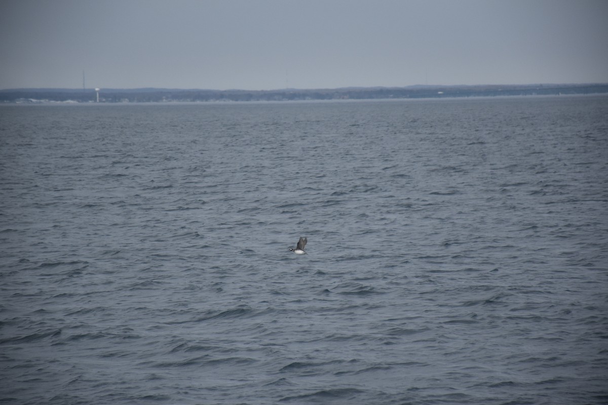 Long-tailed Duck - ML646434675
