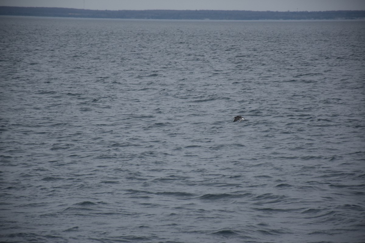 Long-tailed Duck - ML646434676
