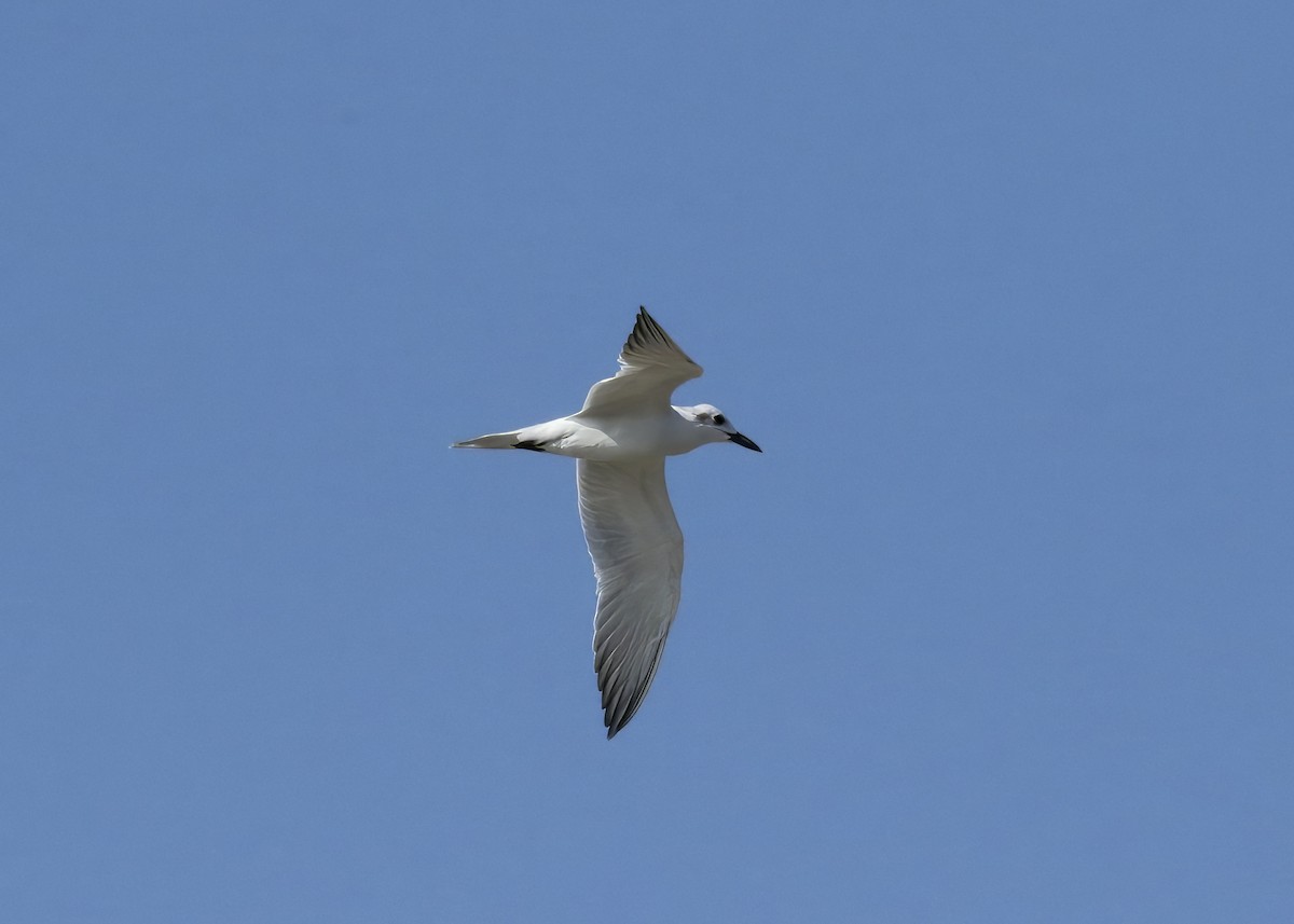 Pagaza Piconegra - ML646434677