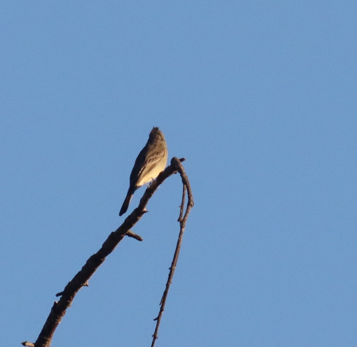 Greater Pewee - ML646434678