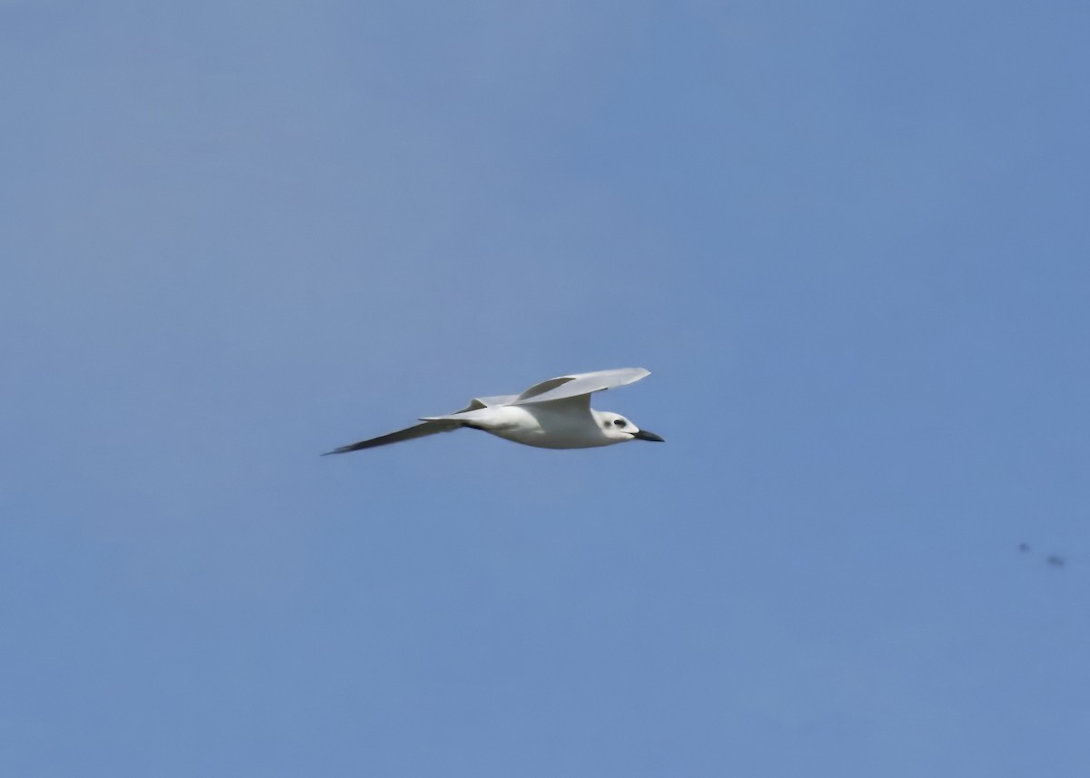 Pagaza Piconegra - ML646434682