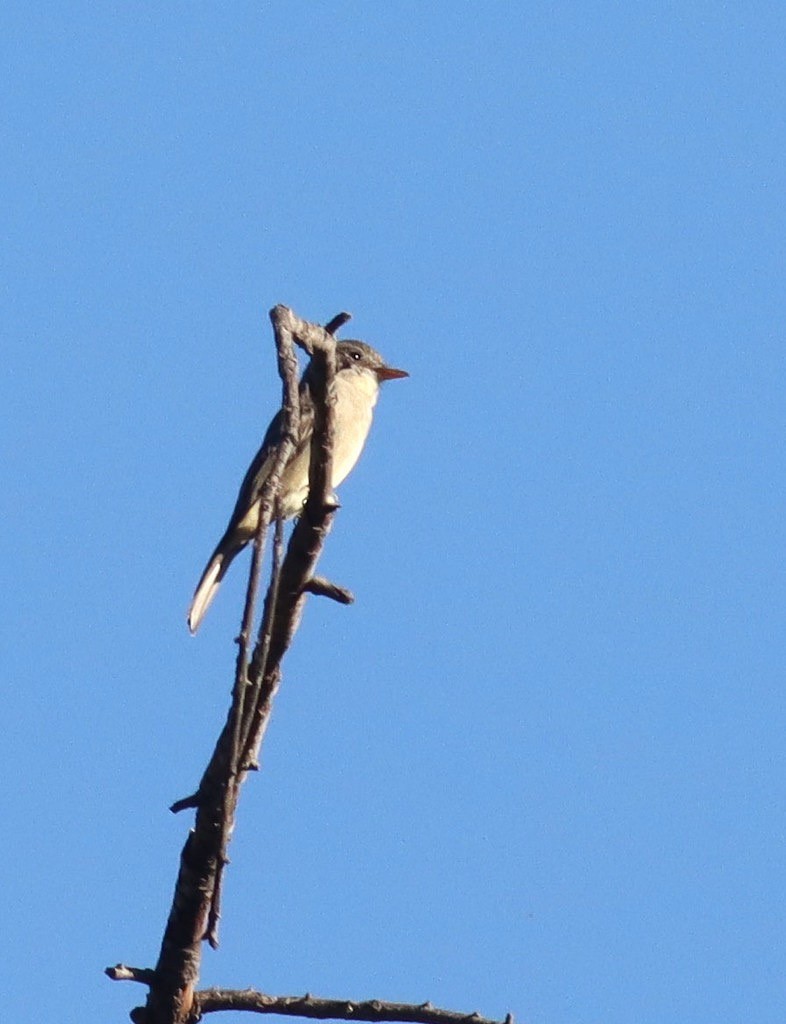 Greater Pewee - ML646434683