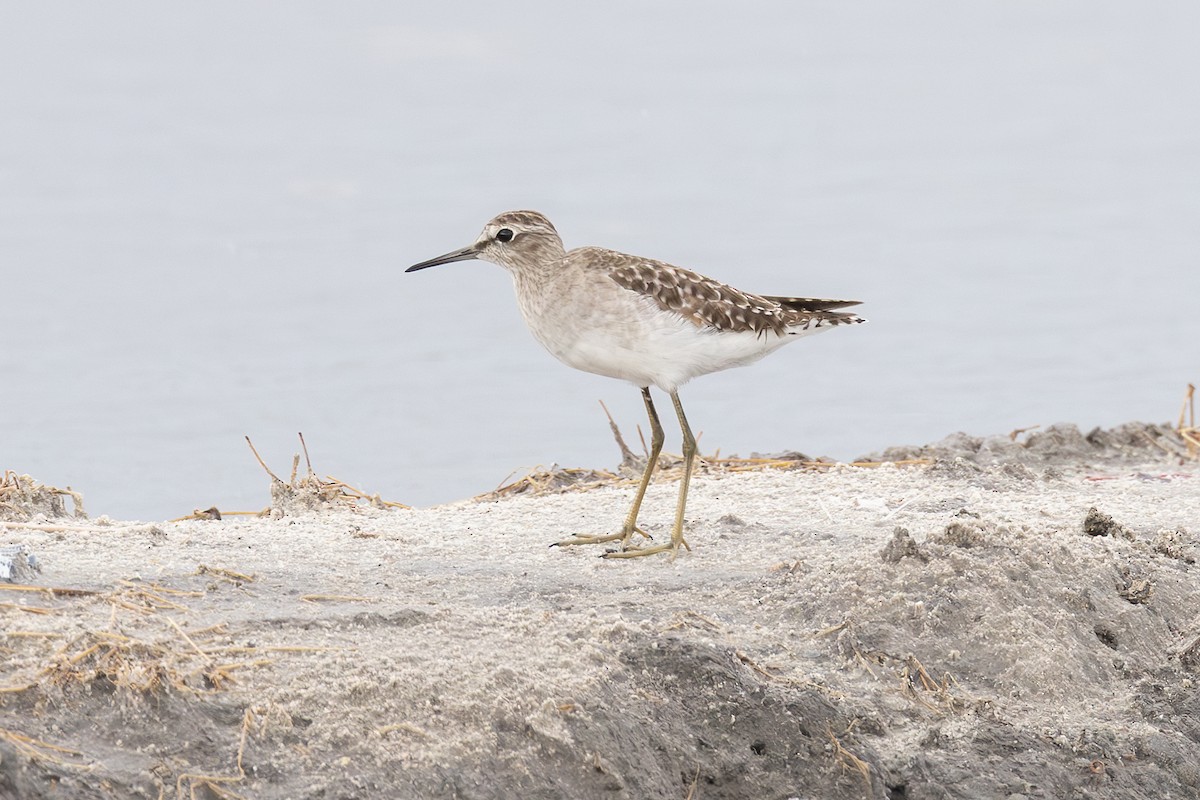 Wood Sandpiper - ML646434687