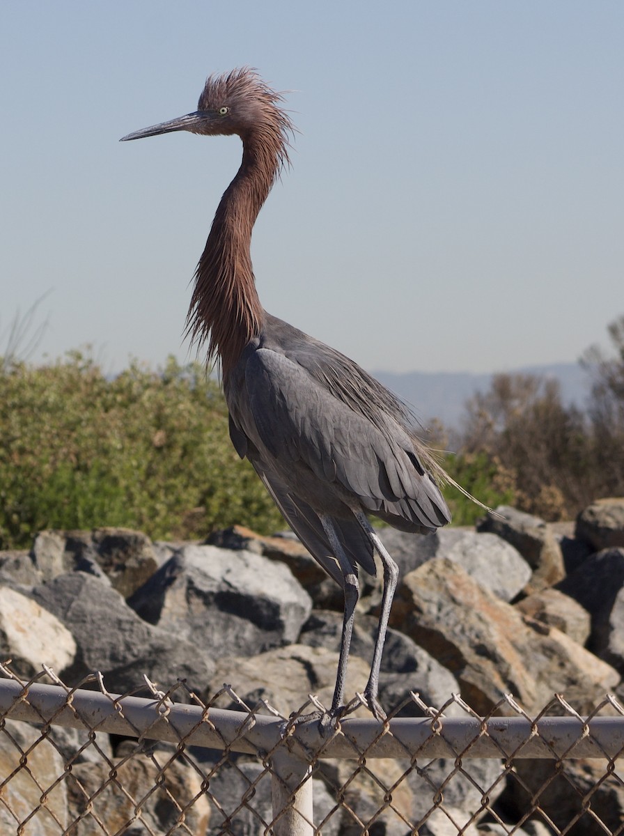 Чепура рудошия - ML646434688