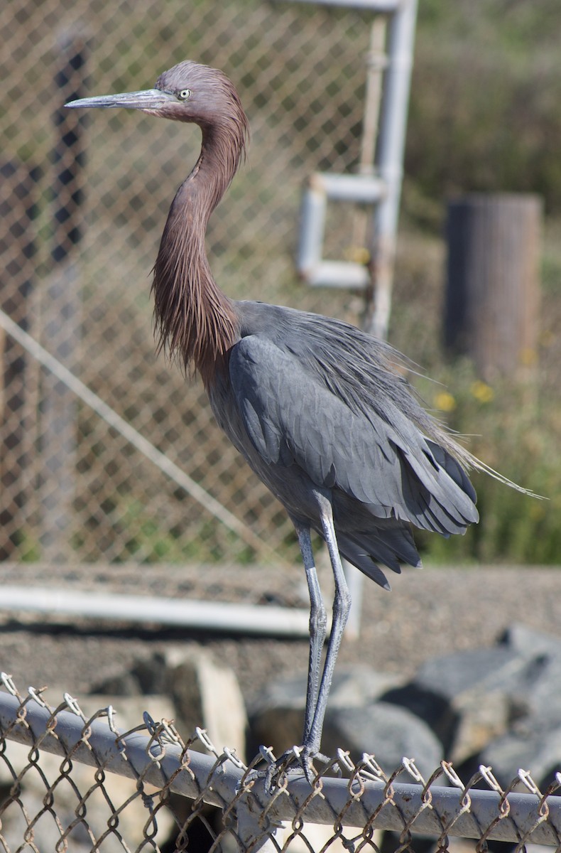 Reddish Egret - ML646434689
