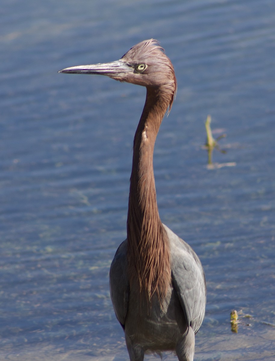 Reddish Egret - ML646434690