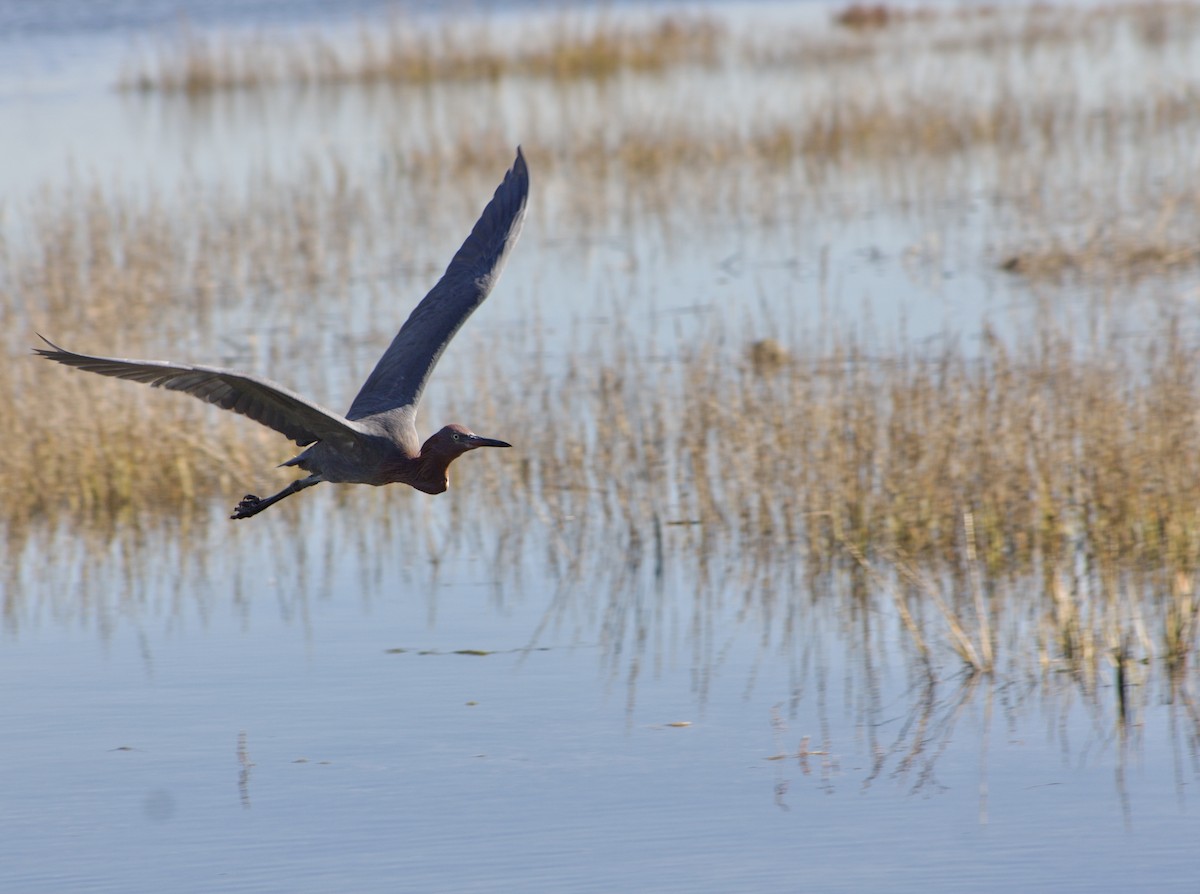 Чепура рудошия - ML646434691