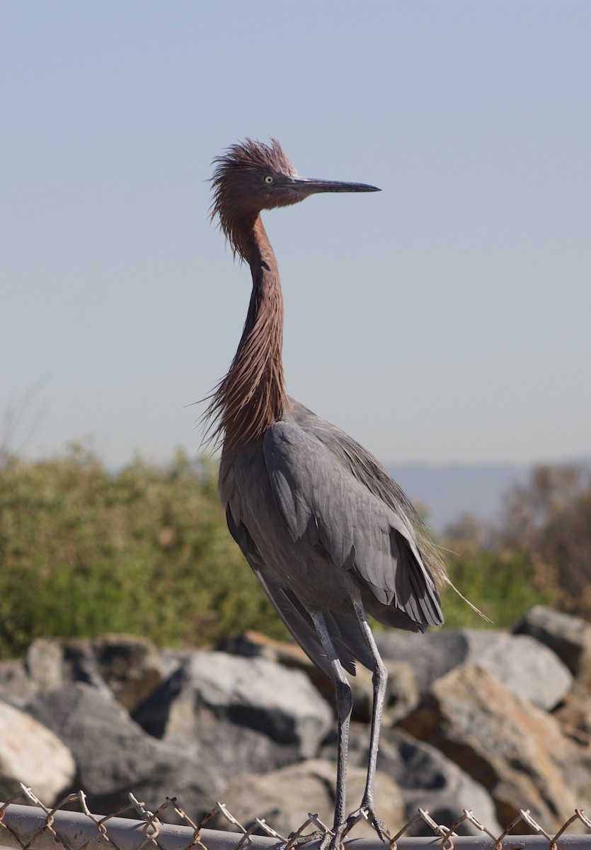 Чепура рудошия - ML646434692