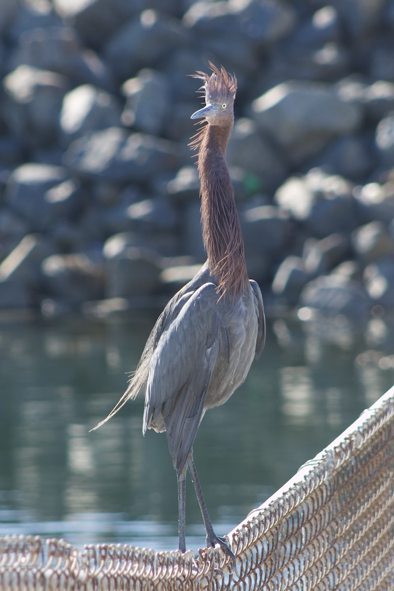 Чепура рудошия - ML646434693