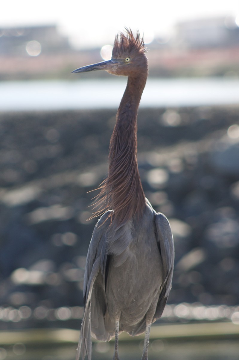 Чепура рудошия - ML646434694