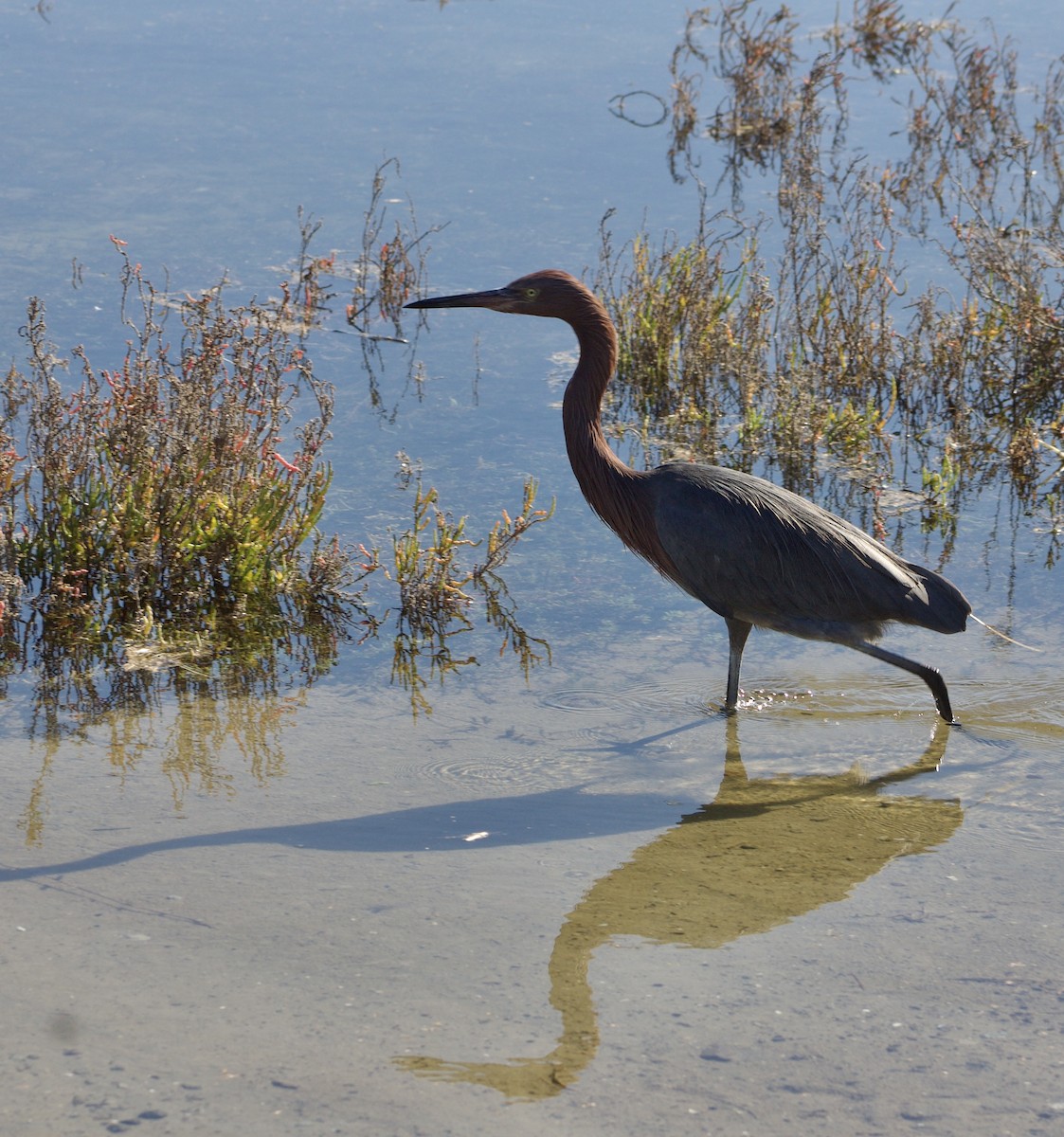 Чепура рудошия - ML646434695