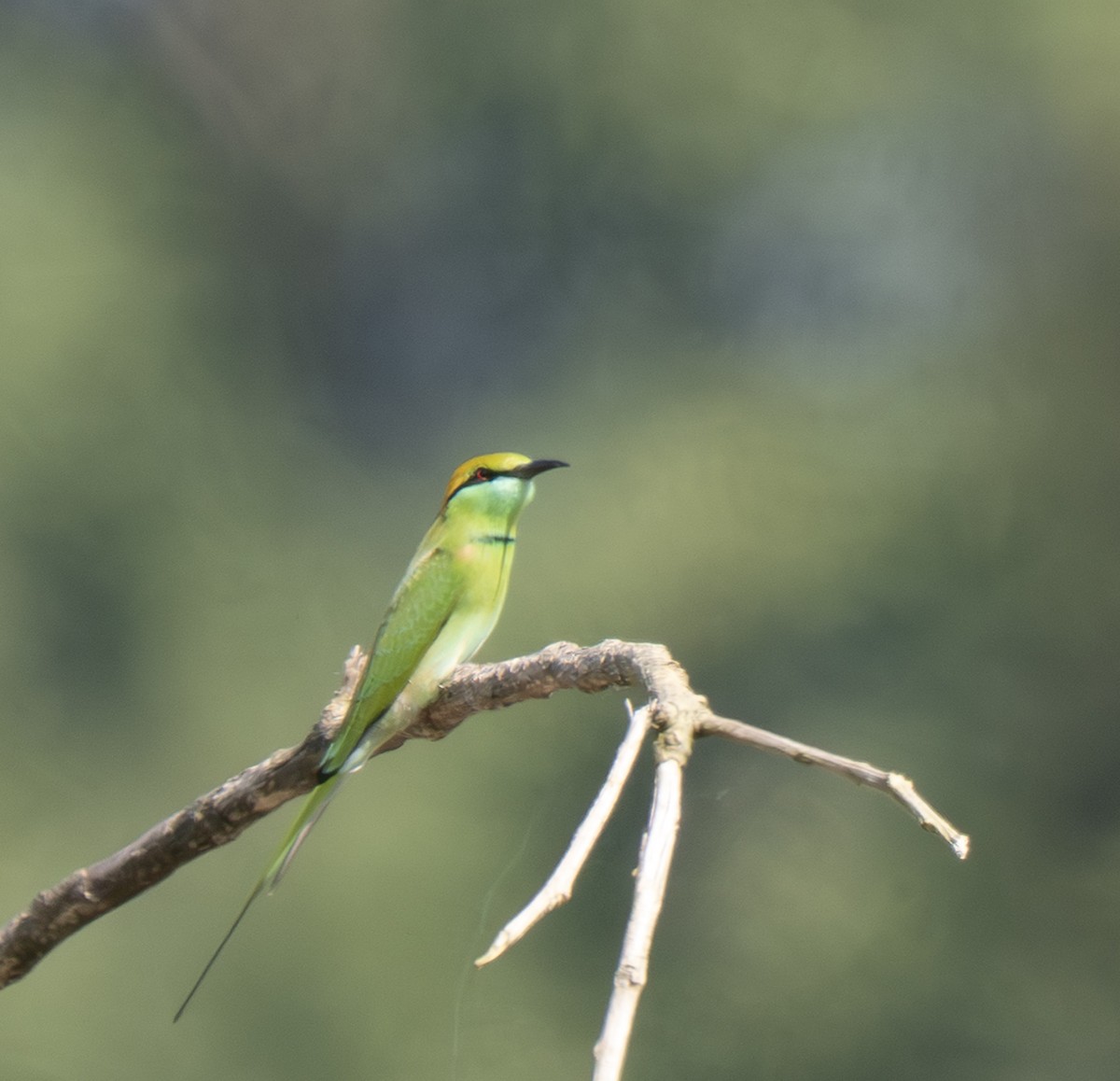 Бджолоїдка мала - ML646434696