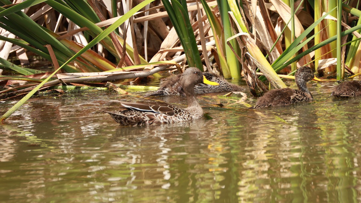 Крижень жовтодзьобий - ML646434698