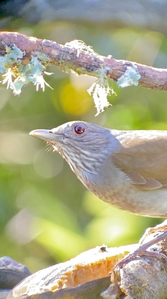 Дрізд світлогрудий - ML646434699