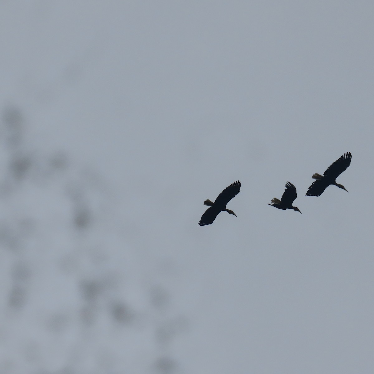 Калао смугастодзьобий - ML646434701