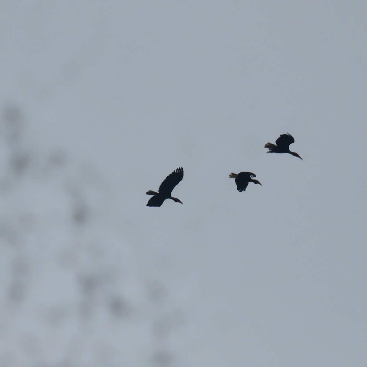 Калао смугастодзьобий - ML646434702