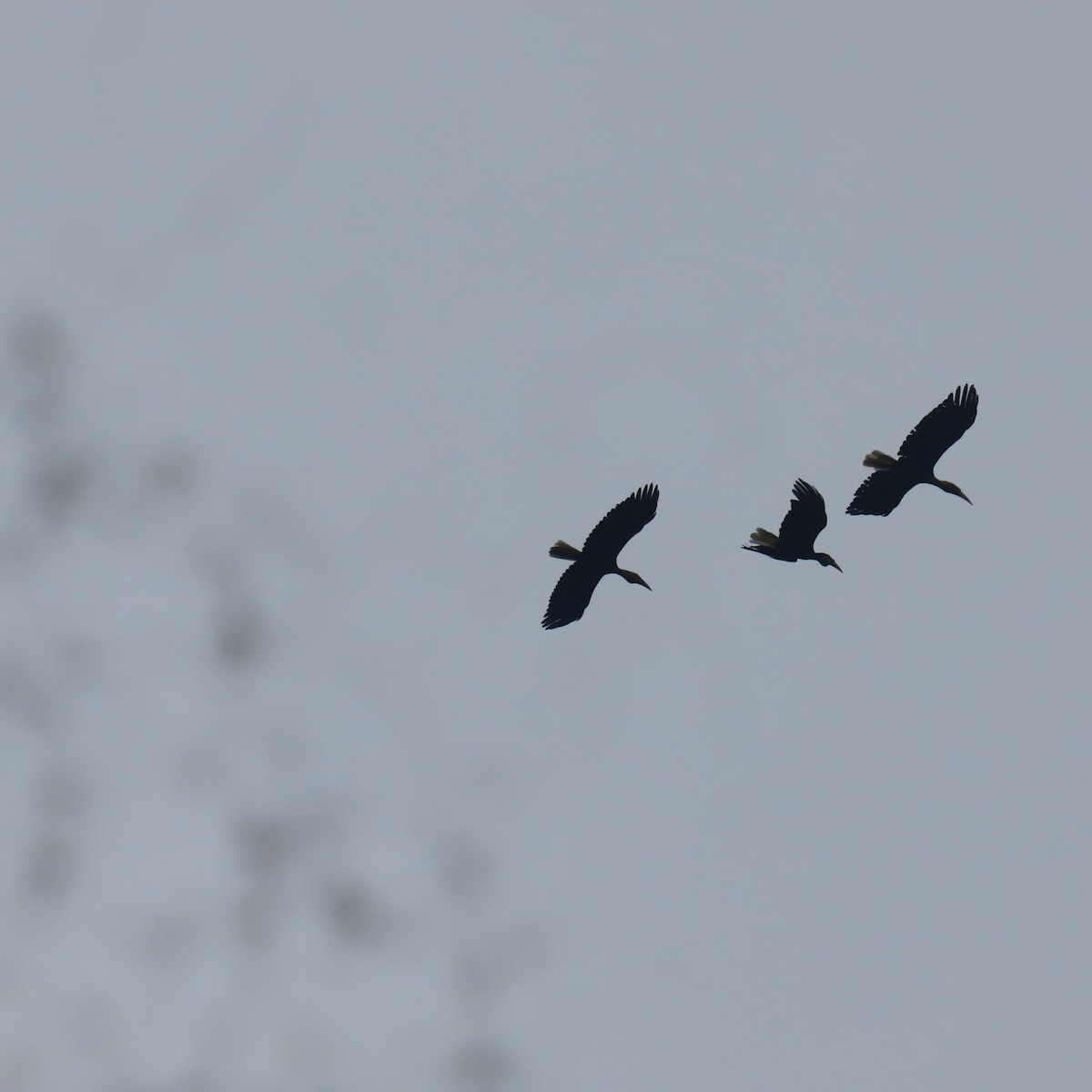 Калао смугастодзьобий - ML646434703