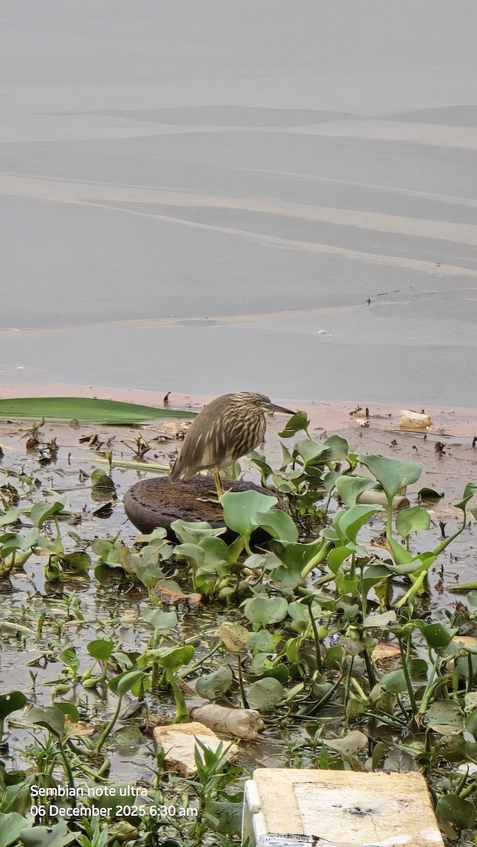 Чапля індійська - ML646434705