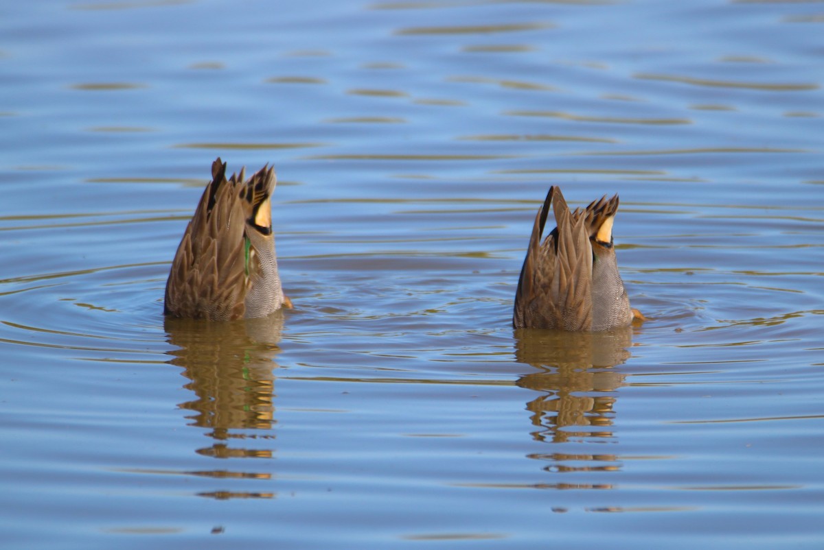 Чирянка мала - ML646434707