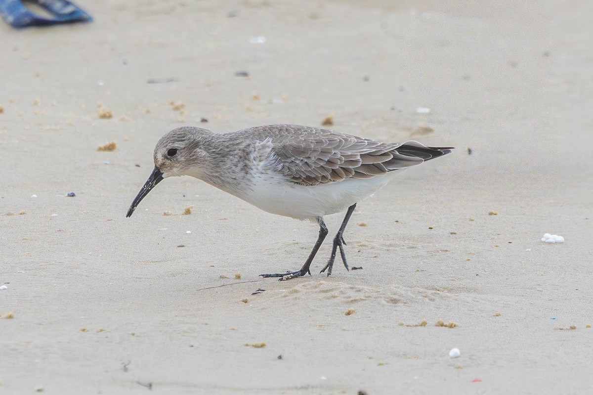 Побережник чорногрудий - ML646434708