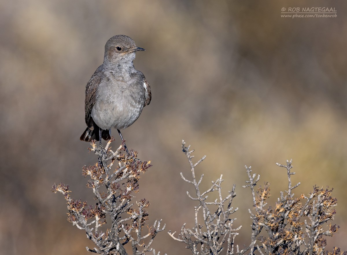 Трактрак попелястий - ML646434710