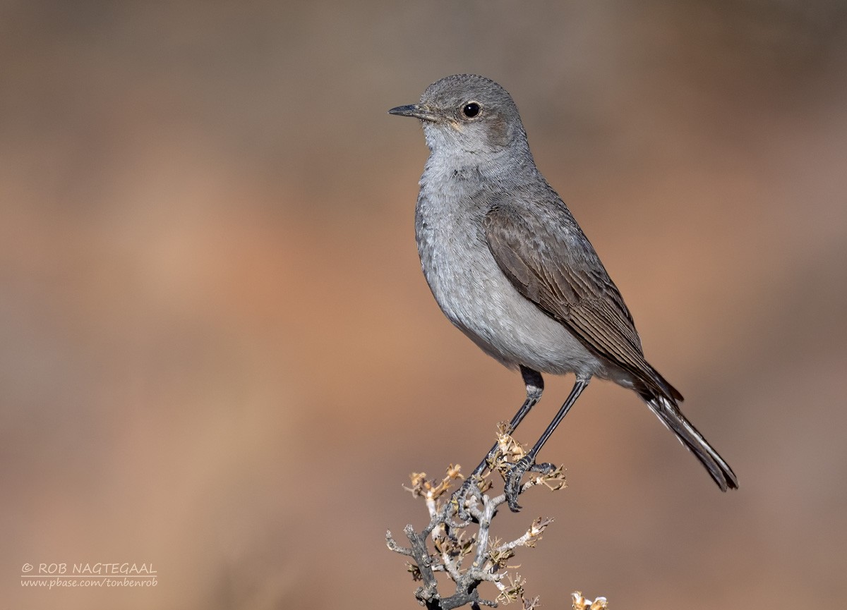 Трактрак попелястий - ML646434711